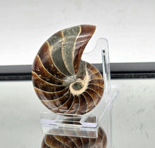 Load image into Gallery viewer, Nautilus Fossil 153g #7