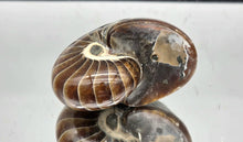 Load image into Gallery viewer, Nautilus Fossil 153g #7