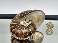 Load image into Gallery viewer, Nautilus Fossil 632g #1