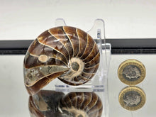 Load image into Gallery viewer, Nautilus Fossil 153g #7