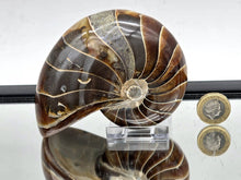 Load image into Gallery viewer, Nautilus Fossil 632g #1