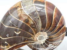 Load image into Gallery viewer, Nautilus Fossil 632g #1