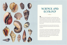 Load image into Gallery viewer, The Wonder Of Seashells